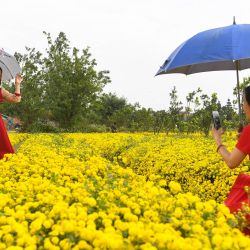 Las mujeres posan para las fotografías en medio de crisantemos en un campo en la provincia de Hung Yen, Vietnam. | Foto:Nhac NGUYEN / AFP