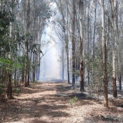 Los quinteros de la zona sufrieron enormes pérdidas debido al devorador avance de las llamas sobre sus cultivos. 
