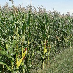 Los campos, pisados por su rentabilidad | Foto:Shutterstock