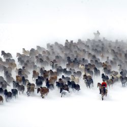 Imagen de una manada de caballos galopando en un campo nevado, en el distrito de Zhaosu, en la región autónoma de la etnia uygur de Xinjiang, en el noroeste de China. | Foto:Xinhua/Li Wenwu