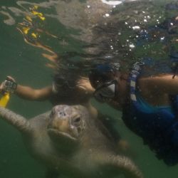 Personas interactúan con tortugas marinas en Máncora, en el departamento de Piura, en el norte de Perú. Máncora es una playa turística a la cual visitantes nacionales y extranjeros acuden debido a su oferta gastronómica y de hoteles, y además para la práctica de algunas actividades como el surf, el buceo y nado con tortugas. | Foto:Xinhua/Mariana Bazo