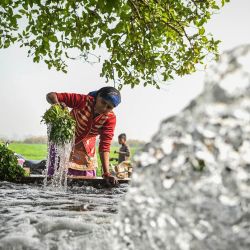 Un agricultor lava las verduras que enviará a la venta después de una cosecha cerca de un terreno agrícola a lo largo de las orillas del río Yamuna en Nueva Delhi, India. | Foto:Sajjad Hussain / AFP