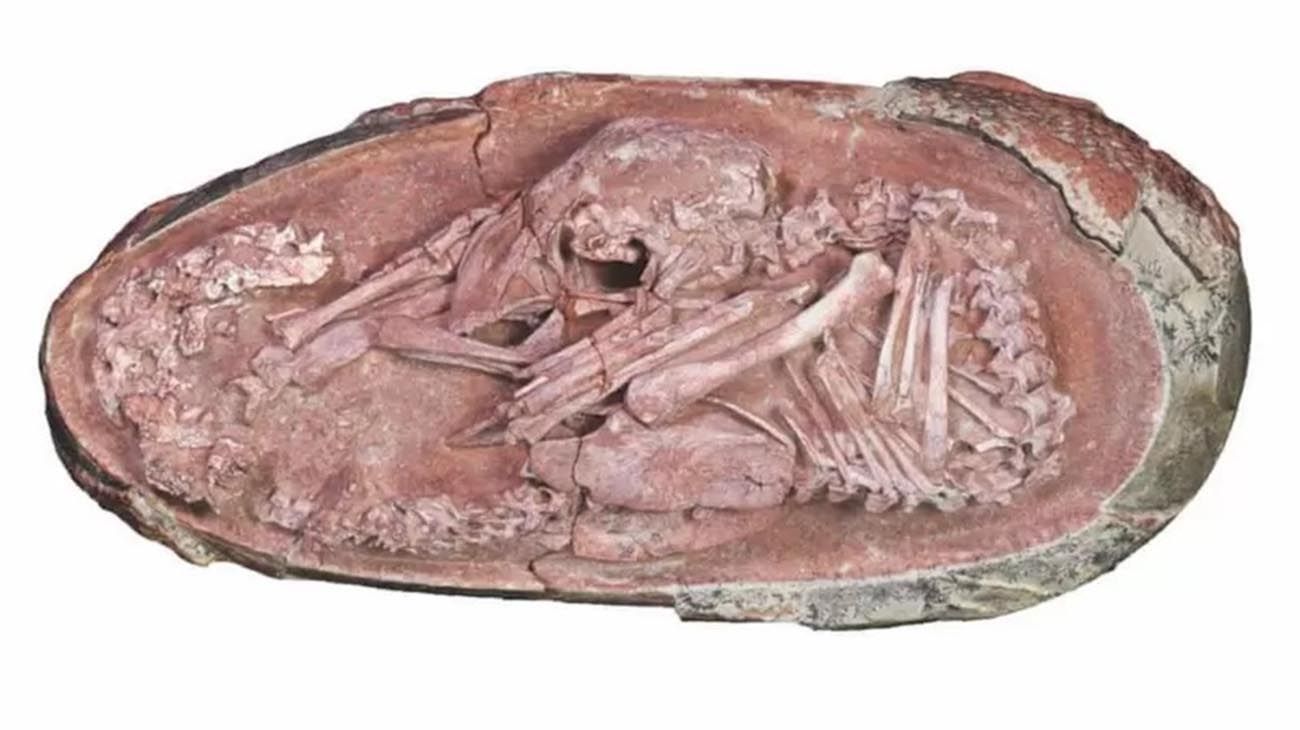 Cretaceous oviraptorid theropod dinosaur embryo is preserved in-ovo