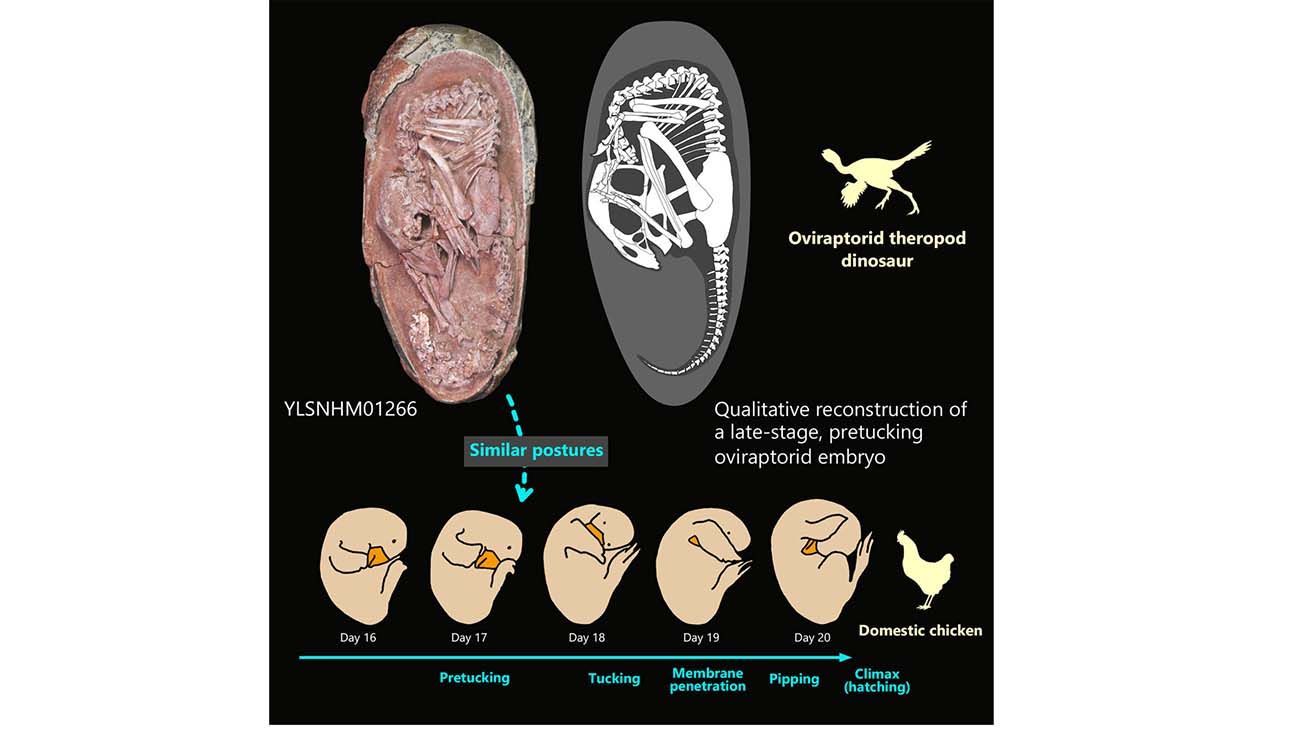 Cretaceous oviraptorid theropod dinosaur embryo is preserved in-ovo