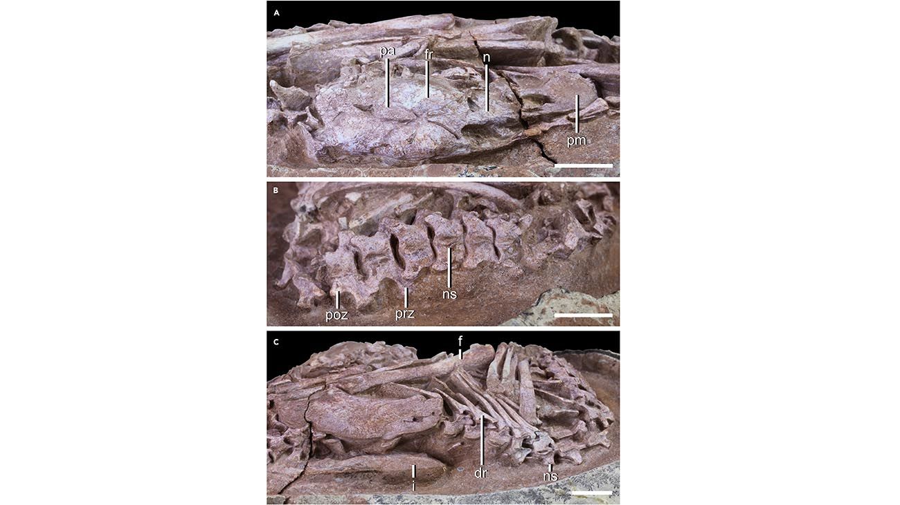 Cretaceous oviraptorid theropod dinosaur embryo is preserved in-ovo