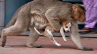 Monos mataron a 250 cachorros de perros en la India por "venganza"
