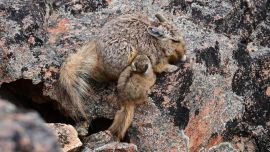 El chinchillón anaranjado se encuentra en peligro de extinción.