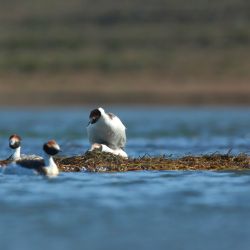 El equipo diseñó e instaló 20 plataformas flotantes en la Estancia Lago Strobel, Santa Cruz.