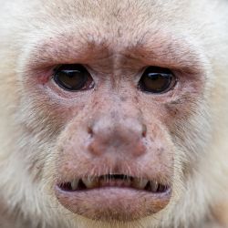 Un mono capuchino de cara blanca es fotografiado en la isla de Gorgona, en el Océano Pacífico frente a la costa suroccidental colombiana. | Foto:LUIS ROBAYO / AFP