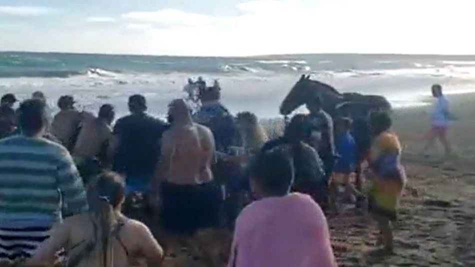 Mar del Plata Caballo Playa