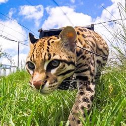 El ocelote está considerado como especie Vulnerable a la extinción.