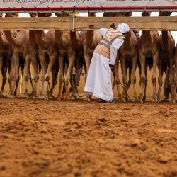 Un hombre emiratí inspecciona camellos antes de una carrera durante el Festival de Camellos de Pura Raza Árabe del Jeque Mohammed Bin Zayed. | Foto:KARIM SAHIB / AFP