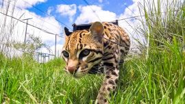 El ocelote está considerado como especie Vulnerable a la extinción.