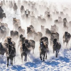 Imagen de una manada de caballos galopando en un campo nevado, en el distrito de Zhaosu, en el noroeste de China. | Foto:Xinhua/Li Wenwu