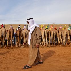 Un hombre emiratí camina junto a los camellos antes de una carrera de camellos en el emirato de Sharjah, en el Golfo. | Foto:KARIM SAHIB / AFP