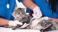 Vacunas contra Covid-19 para perros, gatos y hasta visones