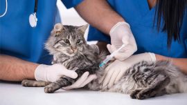 Mascotas, zoológicos y Covid-19.