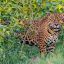 Jaguar released back into wild in Argentina to help endangered species