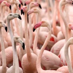 Una extravagancia de flamencos se reúnen en un charco de agua de lluvia cerca de las torres de Dubai, un BourjKhalifa en el emirato del Golfo de Dubai, luego de fuertes lluvias en los Emiratos Árabes Unidos. | Foto:AFP