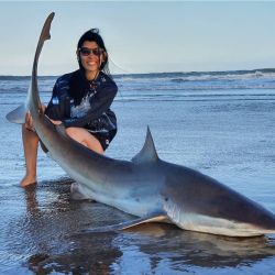 La pesca de tiburones en la provincia de Buenos Ares se hace exclusivamente con devolución.