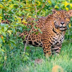 Jatobazinho es un macho de origen silvestre, de unos 4 años de edad. Crédito: Matías Rebak.