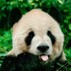 Un panda come bambú en el zoológico de Taipei.  | Foto:AFP