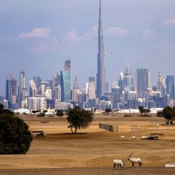 Los antílopes árabes pastan en el desierto a las afueras de Dubái.  | Foto:AFP