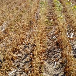  La sequía afecta gravemente los cultivos de Entre Ríos