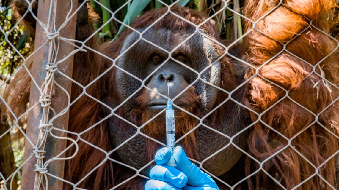 A Borneo orangutan named Sandai watches a worker holding a syringe with a dose of an experimental vaccine against Covid-19 made by the Zoetis veterinary laboratory during a vaccination drill at the Buin Zoo in Buin, Chile, on December 28, 2021. 