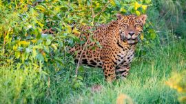 Jatobazinho es un macho de origen silvestre, de unos 4 años de edad. Crédito: Matías Rebak.