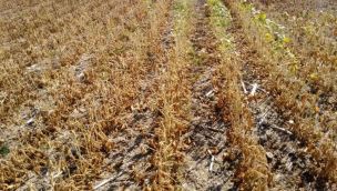  La sequía afecta gravemente los cultivos de Entre Ríos