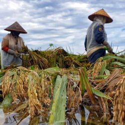 Los agricultores intentan salvar su cosecha en un campo de arroz inundado en la aldea de MeunasahMunyeMatangUbi en Lhoksukon, Aceh del Norte, luego de fuertes lluvias en la región. | Foto:AFP