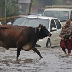 Una vaca cruza una calle anegada tras las fuertes lluvias, en el distrito de Amritsar del estado de Punjab, en el norte de India. | Foto:Xinhua/Str