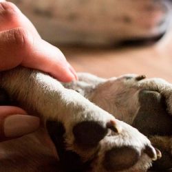 Ola de calor: que debemos tener en cuenta para cuidar a nuestras mascotas 