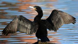 Todo empezó cuando un aficionado estaba fotografiando a un biguá en la zona de Punta Rasa.