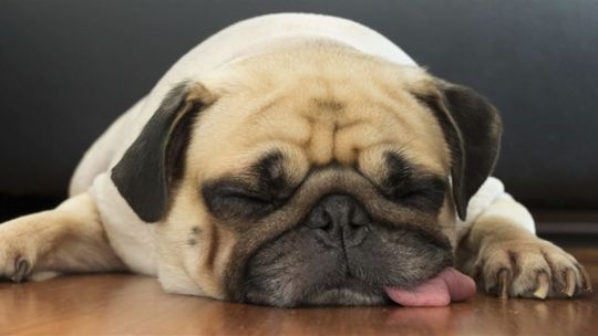 Ola de calor: que debemos tener en cuenta para cuidar a nuestras mascotas