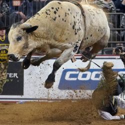 El jinete de toro Dalton Kasel monta The Good Stuff durante la segunda ronda del PBR Unleash The Beast Monster Energy Buckoff en el Madison Square Garden en Nueva York. | Foto:TIMOTHY A. CLARY / AFP