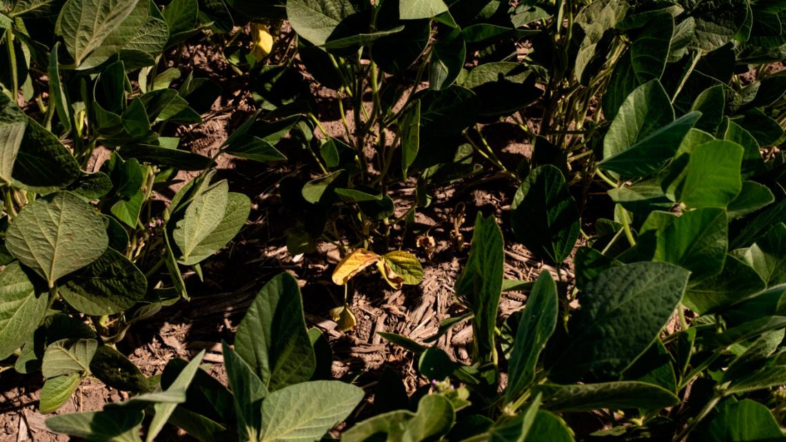 Soybean plants affected by drought on a farm during a heat wave in San Antonio de Areco, Buenos Aires Province, Argentina, on Tuesday, January 11, 2022. 