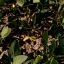 Argentina soy crop forecast slashed to smallest on record