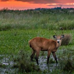 El ciervo de los pantanos se distribuía por la mayor parte de la cuenca de los ríos Paraná y Uruguay.