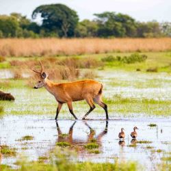 Las acciones de conservación, en especial en el Parque Iberá, Corrientes, hicieron que las poblaciones de este ciervo aumenten considerablemente.