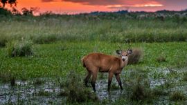 El ciervo de los pantanos se distribuía por la mayor parte de la cuenca de los ríos Paraná y Uruguay.