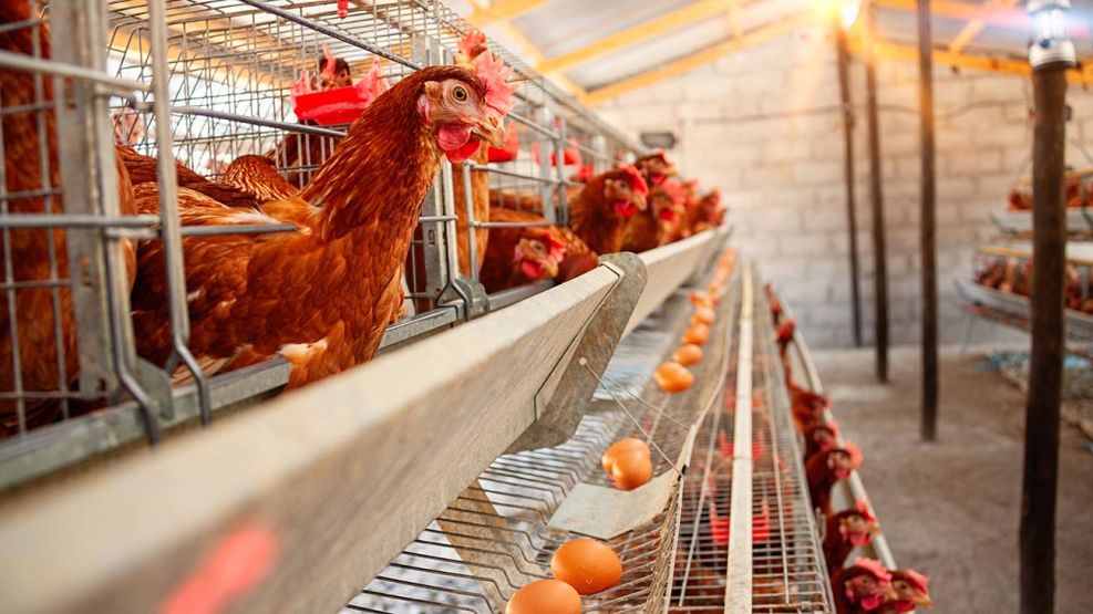 Producción avícola de gallinas 20220115