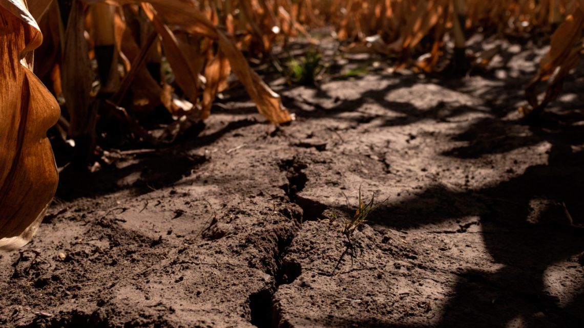 Soybean plants affected by drought on a farm during a heat wave in San Antonio de Areco, Buenos Aires Province, Argentina, on Tuesday, January 11, 2022.
