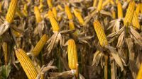 sequía soja maíz g_20210118