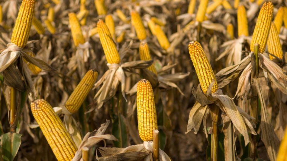 sequía soja maíz g_20210118