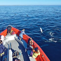 Postales de Puerto Madryn