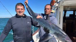 Primer tiburón zorro marcado en Mar del Plata