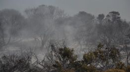Ola de calor: se quemaron más de 6.000 hectáreas de bosques implantados en Corrientes
