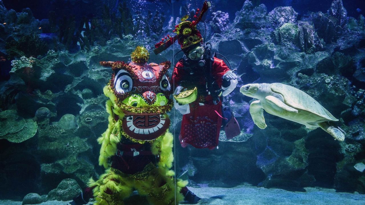 Buzos con un traje tradicional de león y un traje de dios de la fortuna miran mientras una tortuga pasa nadando en el oceanario Aquaria KLCC en Kuala Lumpur, antes del Año Nuevo Lunar, que marca el Año del Tigre. | Foto:Arif Kartono / AFP